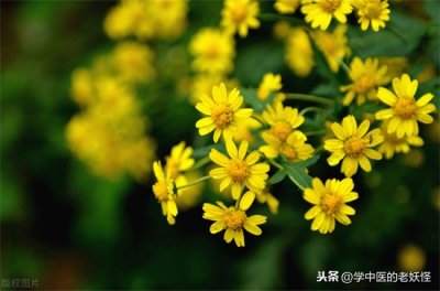 ​野菊花的功效和作用 中药里的野菊花 清热解毒