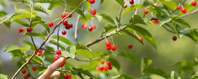 ​樱桃树的特点 樱桃树的特点和外形特征