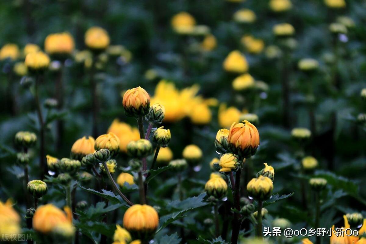 菊花几月插枝好(菊花几月份扦插成活率高)