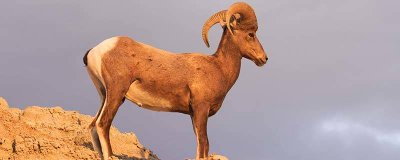 ​大角羊的特点 大角羊的特点有哪些