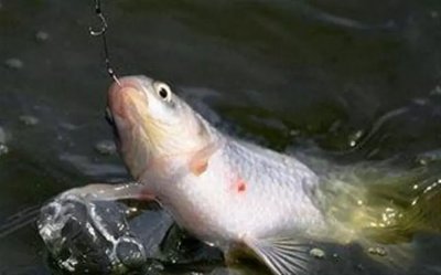 ​钓翘嘴需要多深的水位 （一文了解钓翘嘴最佳水深）