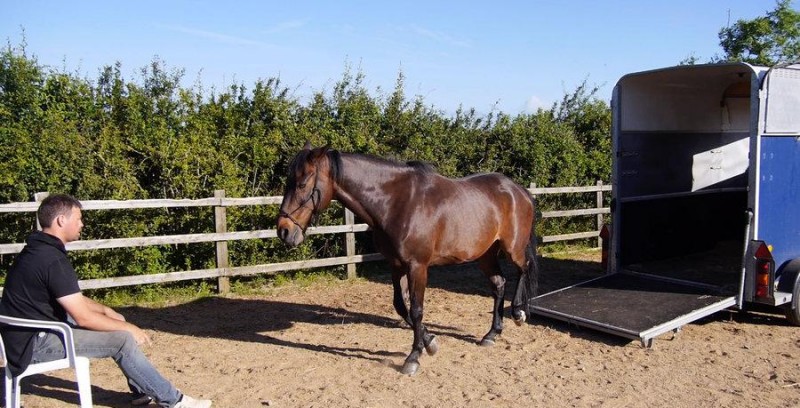 人马合一别类马欧美（外国马语者展示另类驯马术）