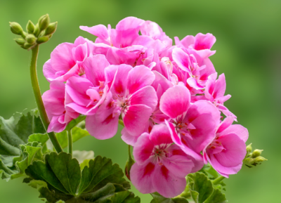 ​怎么让天竺葵爆盆 过度生长怎么办