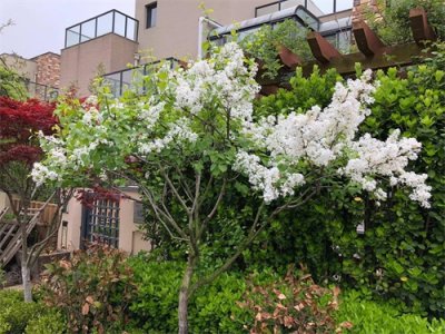 ​丁香花的主要观赏地介绍