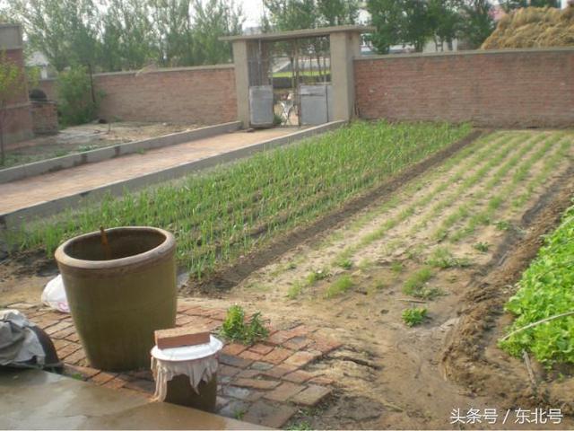 东北人，我来教你下东北大酱