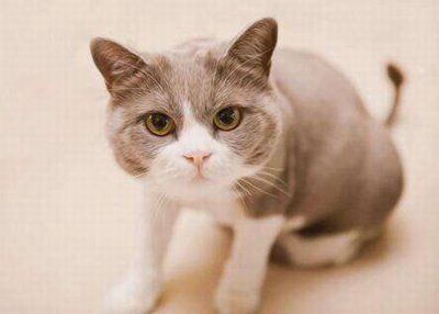 ​猫咪为什么老放臭屁?这几个简单原因你应该知道