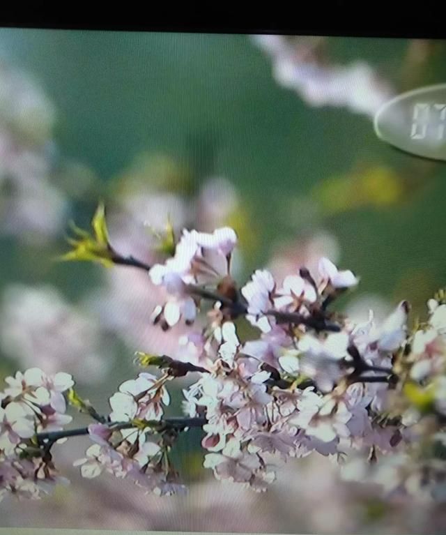 春分的寓意,春分古诗寓意?图3