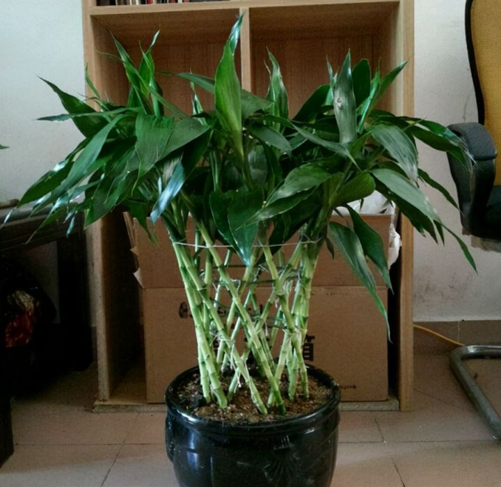 室内花卉品种植物大全(适合室内养的6种植物)