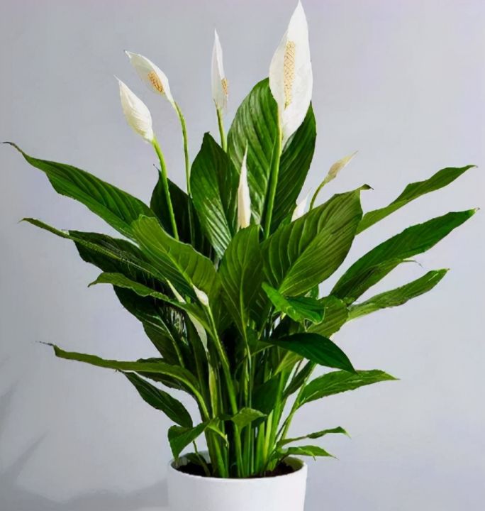 室内花卉品种植物大全(适合室内养的6种植物)