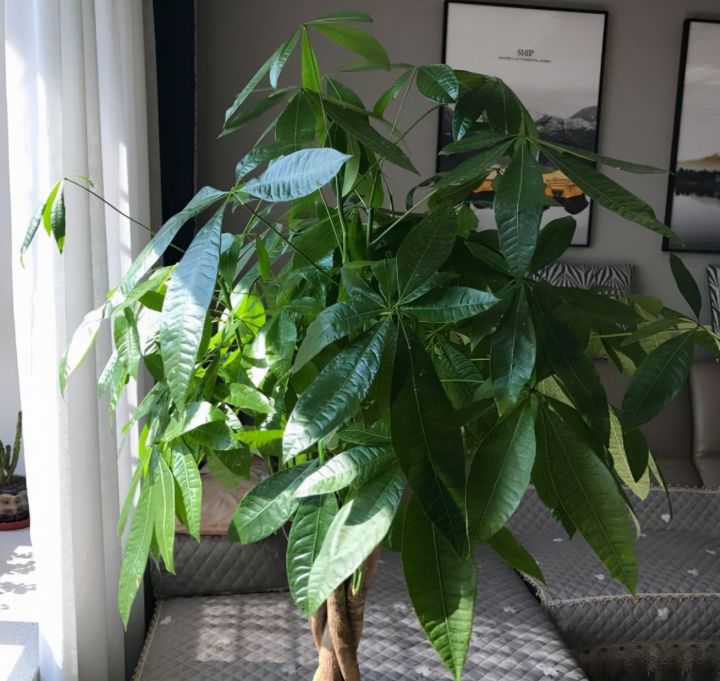 室内花卉品种植物大全(适合室内养的6种植物)