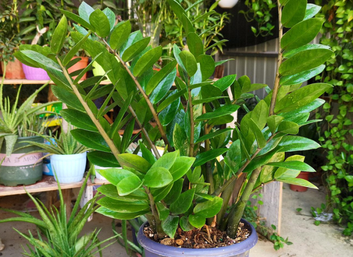 室内花卉品种植物大全(适合室内养的6种植物)