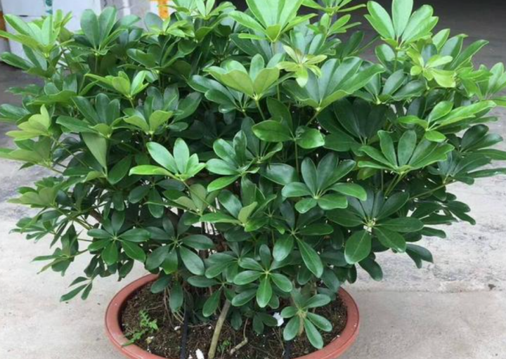 室内花卉品种植物大全(适合室内养的6种植物)