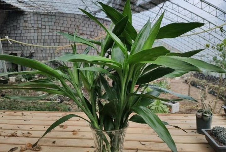 室内花卉品种植物大全(适合室内养的6种植物)