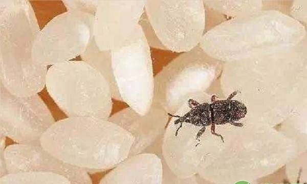 米虫怎么处理 怎样清除