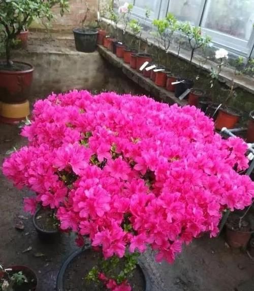 杜鹃花的繁殖方法：杜鹃是怎么繁殖的