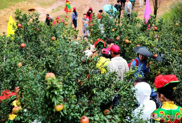 会理石榴什么时候开始成熟（9月10日到会理体验丰收的喜悦）(4)