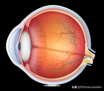 ​眼睛的结构 第一讲（2）眼睛的解剖结构