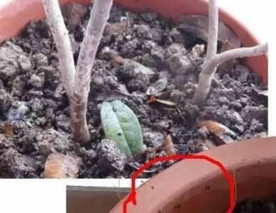 ​养花学会这几招，很实用的几个小方法，彻底消灭花盆里的小飞虫！