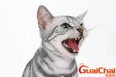 ​半夜门口有猫叫好不好？猫半夜叫要注意什么？