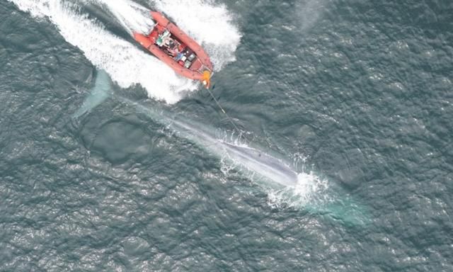 鲸鱼的心跳每分钟多少，鲸鱼一分钟心跳最接近多少下？图3