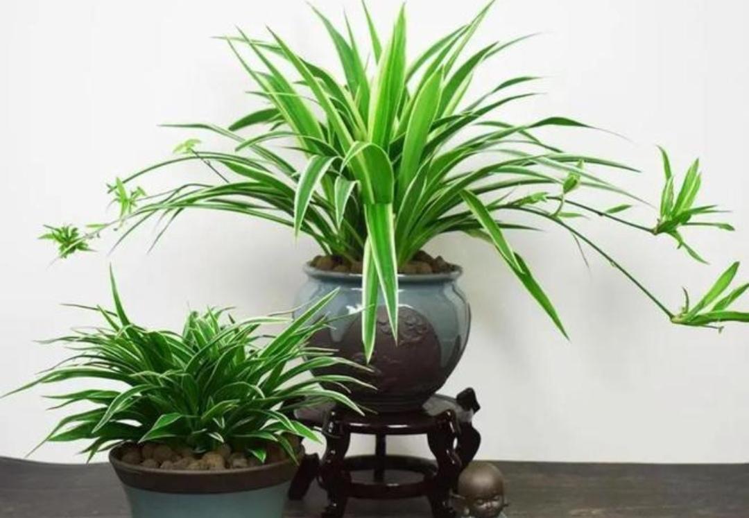 室内适合养什么植物盆栽净化空气（好养的室内绿植有哪些图片）