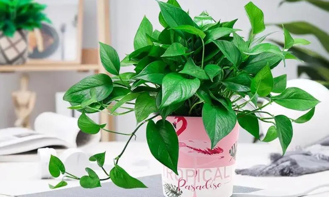 室内适合养什么植物盆栽净化空气（好养的室内绿植有哪些图片）