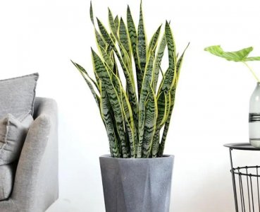 ​室内适合养什么植物盆栽净化空气（好养的室内绿植有哪些图片）