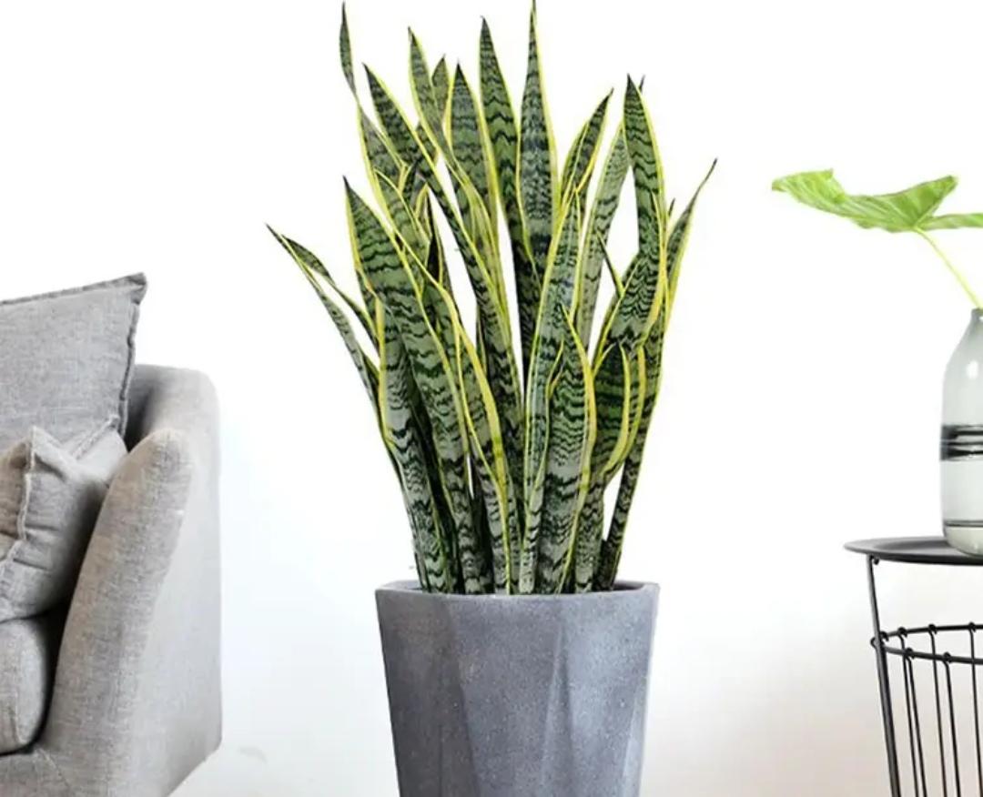 室内适合养什么植物盆栽净化空气（好养的室内绿植有哪些图片）