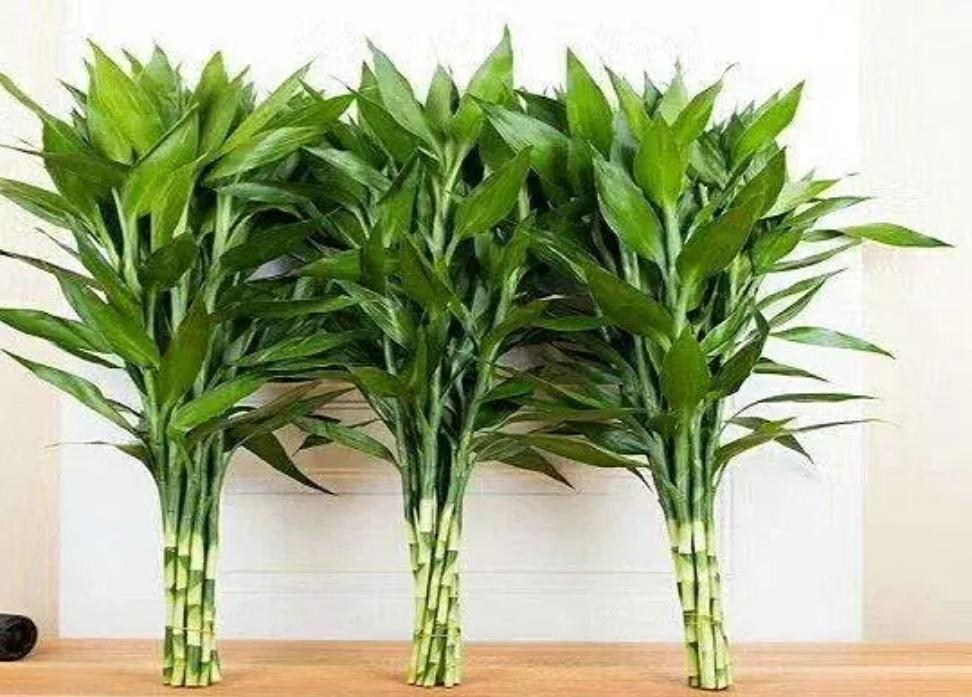 室内适合养什么植物盆栽净化空气（好养的室内绿植有哪些图片）