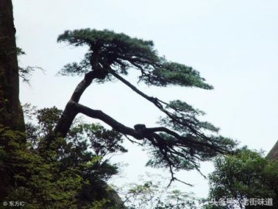 ​贾岛寻隐者不遇全诗(贾岛 寻隐者不遇 写的什么地方)