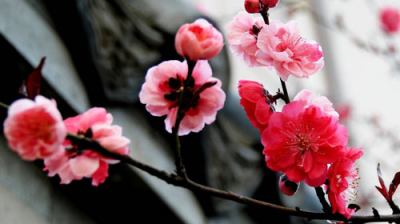 ​梅花的功效与作用主要治什么病？梅花的功效与作用