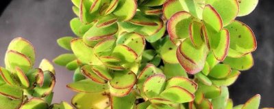 ​天狗之舞什么时候开花