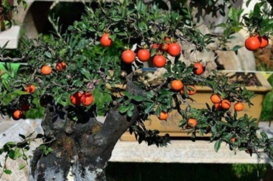 金弹子阴芽生桩怎么栽(图3)