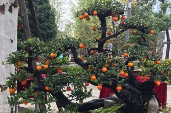 金弹子阴芽生桩怎么栽(图4)