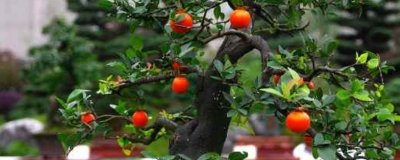 ​金弹子阴芽生桩怎么栽