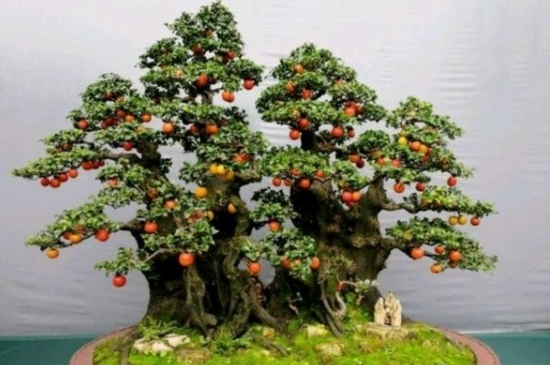 金弹子阴芽生桩怎么栽(图2)