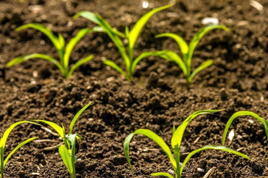 种子萌发的环境条件(图3)