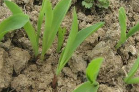 种子萌发的环境条件(图4)