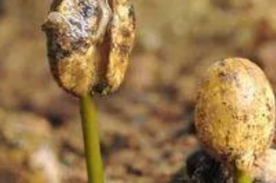 种子萌发的环境条件(图2)