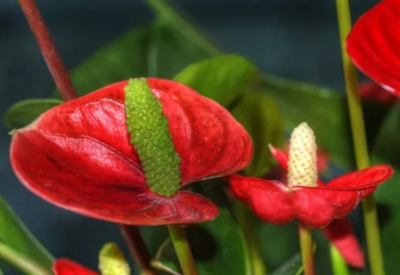 ​红掌能隔着玻璃晒太阳吗 如何养护长得好