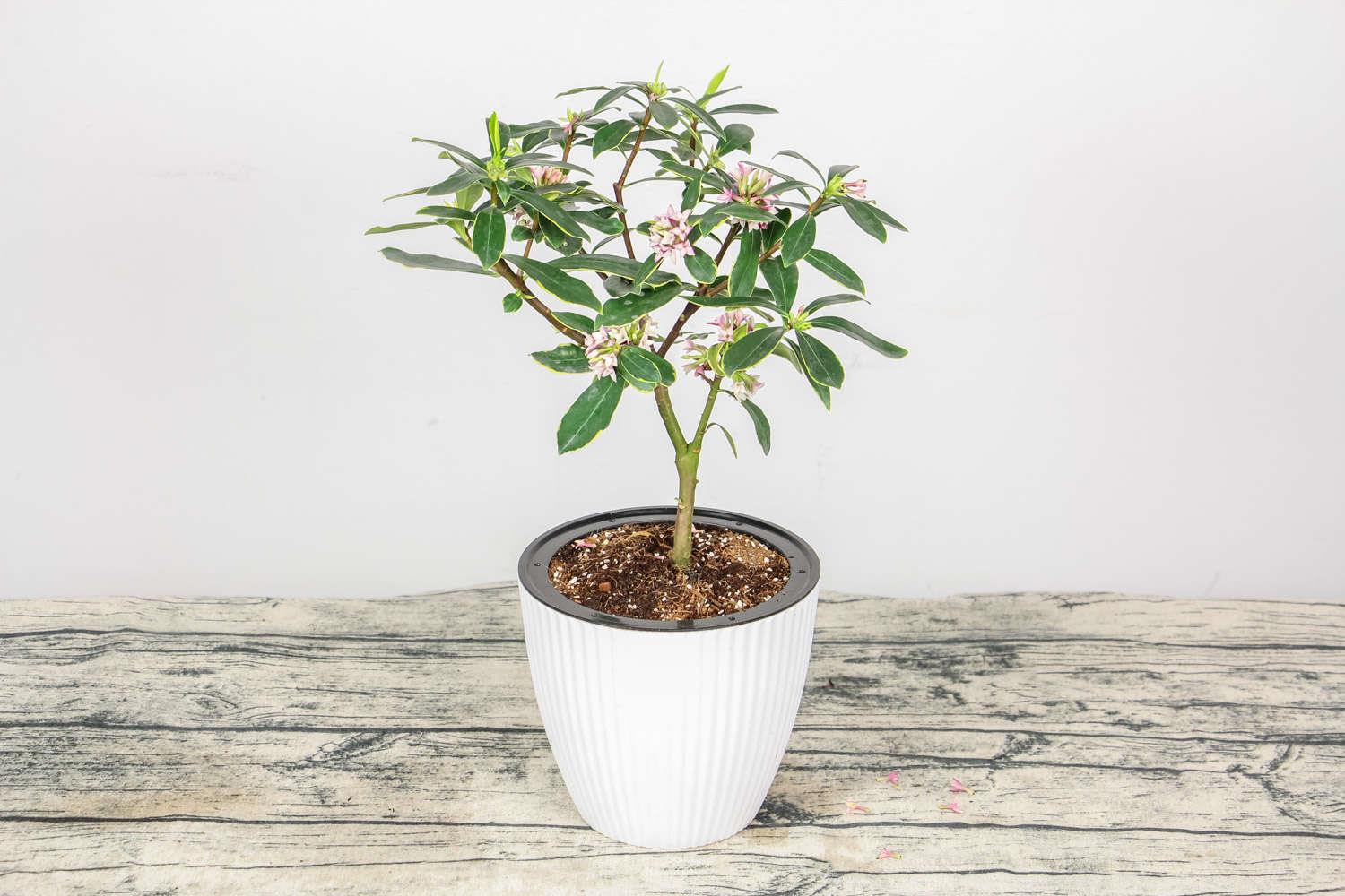 金边瑞香 金边瑞香