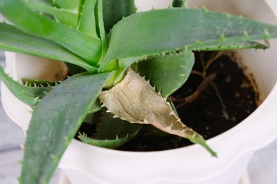 ​库拉索芦荟如何繁殖