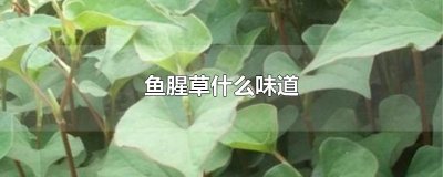 ​鱼腥草什么味道