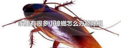 ​家里有很多小蟑螂怎么办能除根