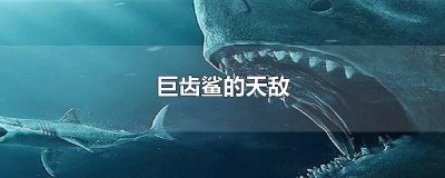​巨齿鲨的天敌