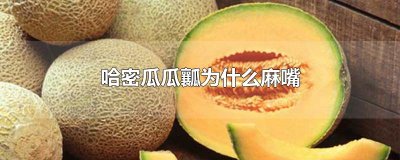 ​哈密瓜瓜瓤为什么麻嘴