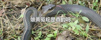 ​雄黄可以驱蛇?大部分人都被骗了 雄黄是否真的能驱赶蛇