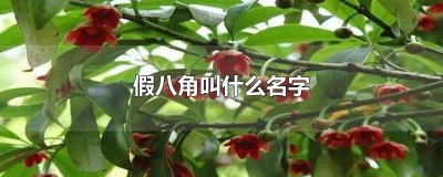 ​假八角叫什么名字