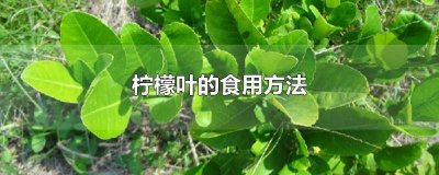 ​柠檬叶食谱 柠檬叶可以