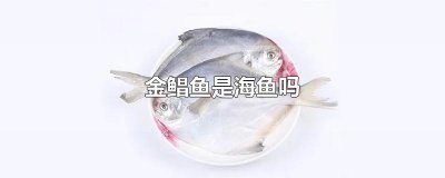 ​金鲳鱼是海鱼吗